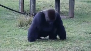 Горилла в зоопарке грустно объясняет посетителям знаками, что ее нельзя кормить