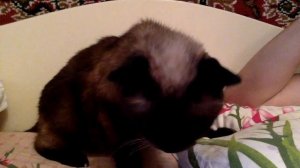 The funniest siamese cat hissing!!!!