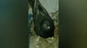 таджикские голуби
