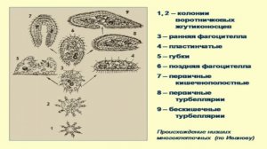 Брагина Т.М.Зоология беспозвоночных. Происхождение многоклеточности.