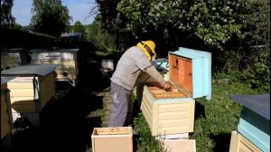 Старт испытаний чистопородных среднерусских пчел из племенного питомника "Нырты" (Татарстан)