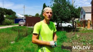 УБОРКА ОДНОЗУБКИ ЧЕСНОКА СОРТ ЛЮБАША