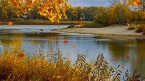 "Опавшие листья"  - Ив Монтан