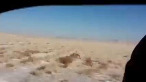 Охота на волков Казахстан(Павлодар)