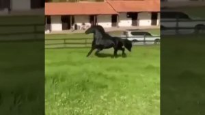 Дикий Мустанг у Американского Фермера