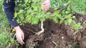 Три БРАТА посадили три БЕРЕЗКИ. Сажаем березу