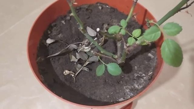 Как зимует моя комнатная роза в комнатных условиях смотреть онлайн