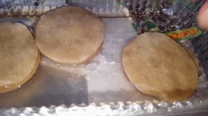 сеем мальву на рассаду,способ второй.А так же результаты посева других цветов на рассаду.