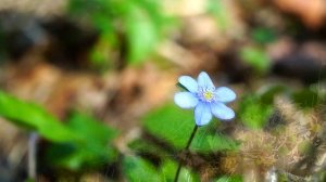 Весенняя АТМОСФЕРА ЛЕСА, звуки птиц, первая зелень / @ratiana