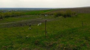 Spring days #2. Русская псовая борзая / Borzoi