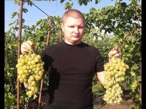 Сорт винограда Деметра