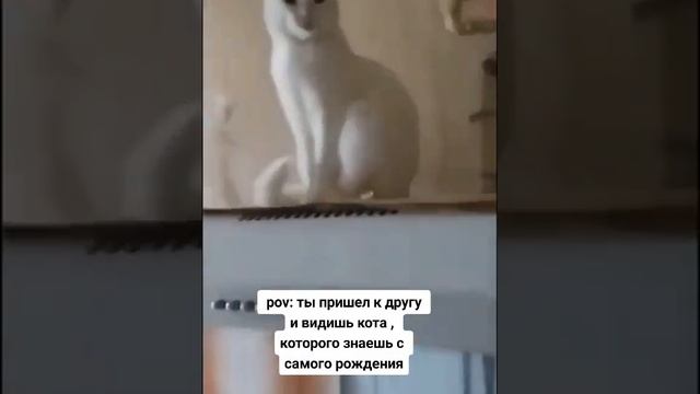 когда знаешь кота всю жизнь #shorts