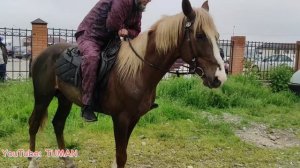 Рынок Лошадей, Урус-мартан. Американский рысак, Дончак, Буденовская, Карачаевские породы. Туман