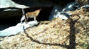 Дальневосточные леопарды в дикой природе / Amur leopards