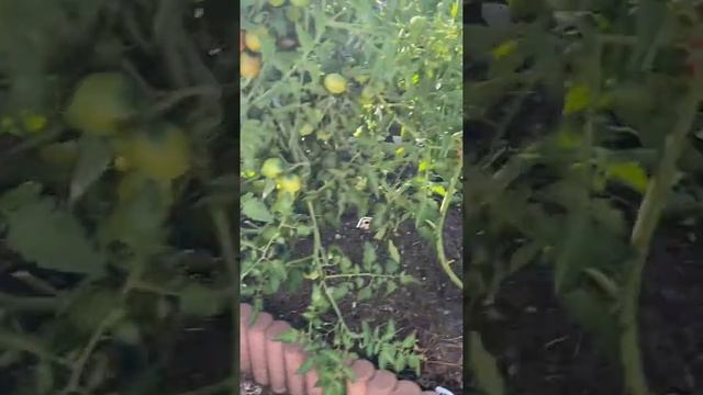 Что новенького у меня в огороде? . Заготовка дров на зиму?.