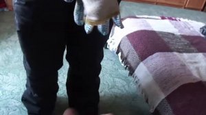 Проверяем сможет ли корсар-3 разорвать руку.