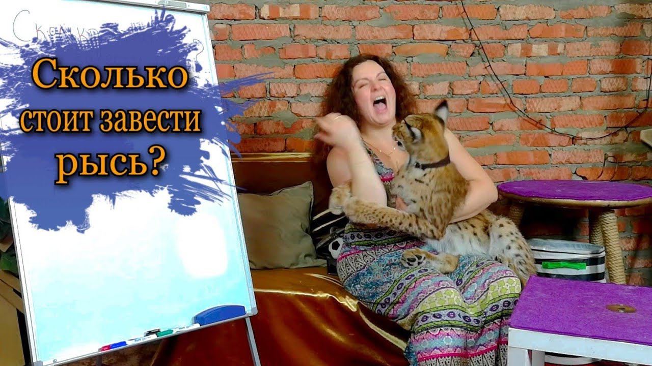 Сколько стоит завести рысь?