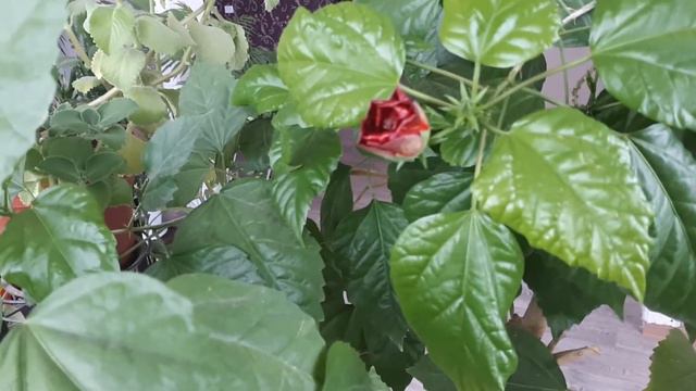 Гибискус -китайская роза смотреть онлайн