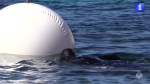 С мая со дна бухты Гильзовая подняли 4 440 боеприпасов времён ВОВ