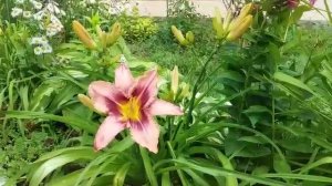 Цветение гибридного лилейника Вупи ( лат.  Hybrida hemerocallis Whoopy)