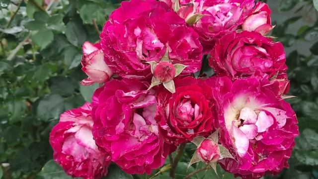 РОЗЫ самые стойкие во время ливней. Обрезка роз после первой волны цветения. смотреть онлайн