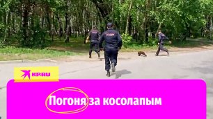 Сотрудники ППС в Томске устроили погоню за косолапым
