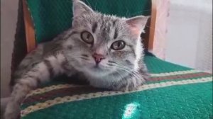 Видео 20. Дорога домой. 😻Встреча с Ириской ❤️