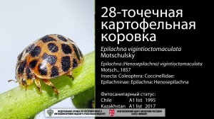 Картофельная коровка (Epilachna vigintioctomaculata Motschulsky)