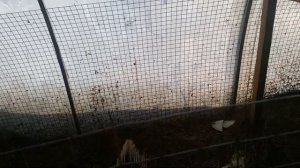 Мускусные утки. Откладывают яйца. Нашла гнездо.