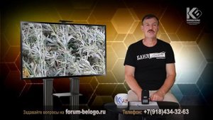 Полынь в бане