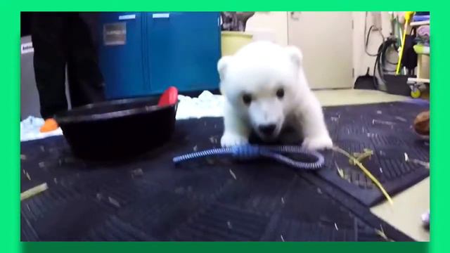 Белый медвежонок Нора покорила сеть смотреть онлайн