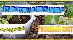 Посадка низкорослых томатов Субарктик и Розовый Агат в мини теплицу своими руками