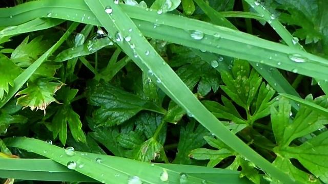 Футаж Капли Росы. Роса на Траве. Утренняя Роса. Капли Росы на Траве. Футажи для видеомонтажа смотреть онлайн