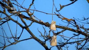 Синица и лазоревка