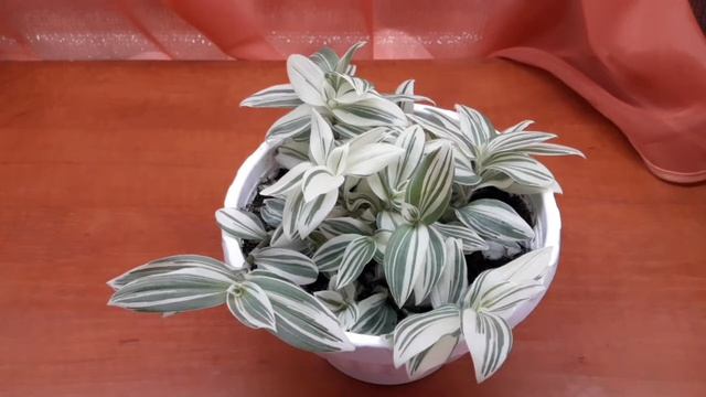 Традесканции белоцветковые