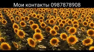 Обзор подсолнечник Ароматик