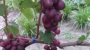 Виноград изумление на 15.08.19г