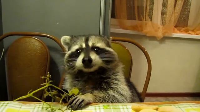 Енот обожает киш миш... смотреть онлайн