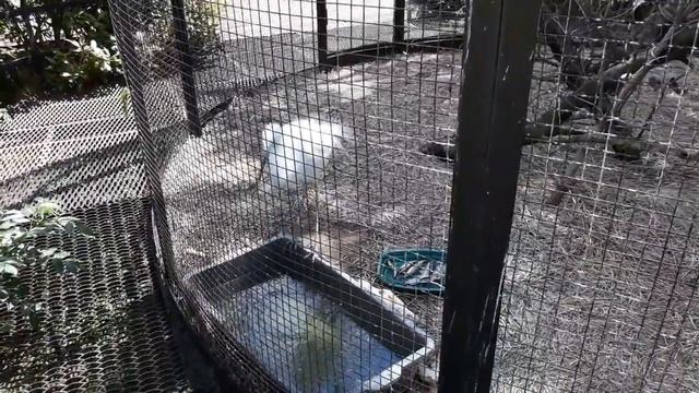 Белый журавль смотреть онлайн