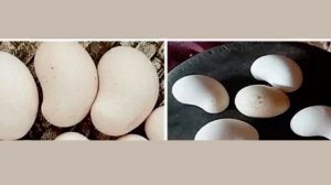 Курица несёт яйца похожие на орехи кешью