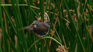 Song Sparrow (GH2 + 100-300mm)