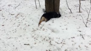 Аусси. Общий рассказ о породе австралийская овчарка.