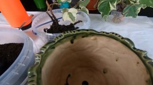 Комнатный плющ. Избавить плющ от паутинного клеща. Пересадка Хедеры.
