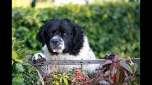 Веттерхун (голландский водяной спаниель)