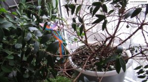 Зимовка МИРТА.  Массовый листопад.