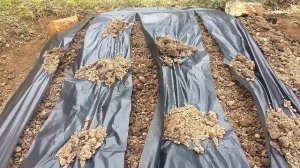 Китайская капуста Пак Чой. Выращивание под пакетами для мусора. Минимум прополки.