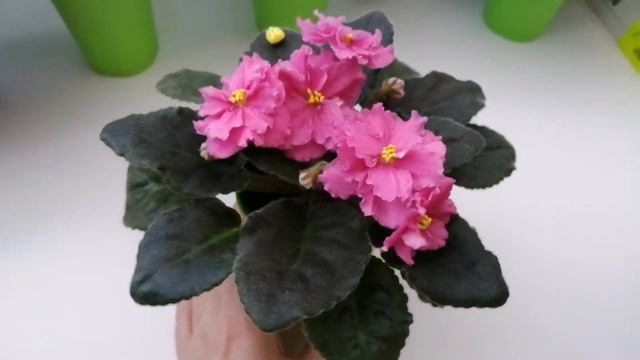 ЕК Розовая Гвоздика смотреть онлайн