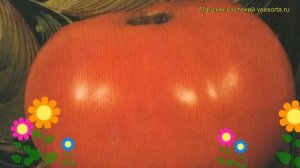 Томат обыкновенный Степашка. Краткий обзор, описание характеристик Stepashka