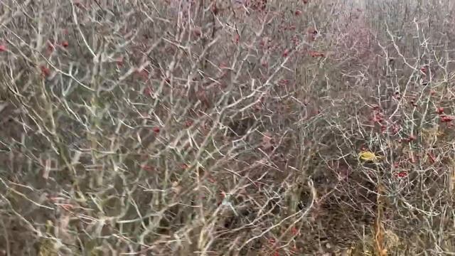 Освоение земельного участка: Непроходимая живая изгородь.