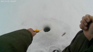 Секретная насадка при ловли окуня и плотвы в глухозимье.